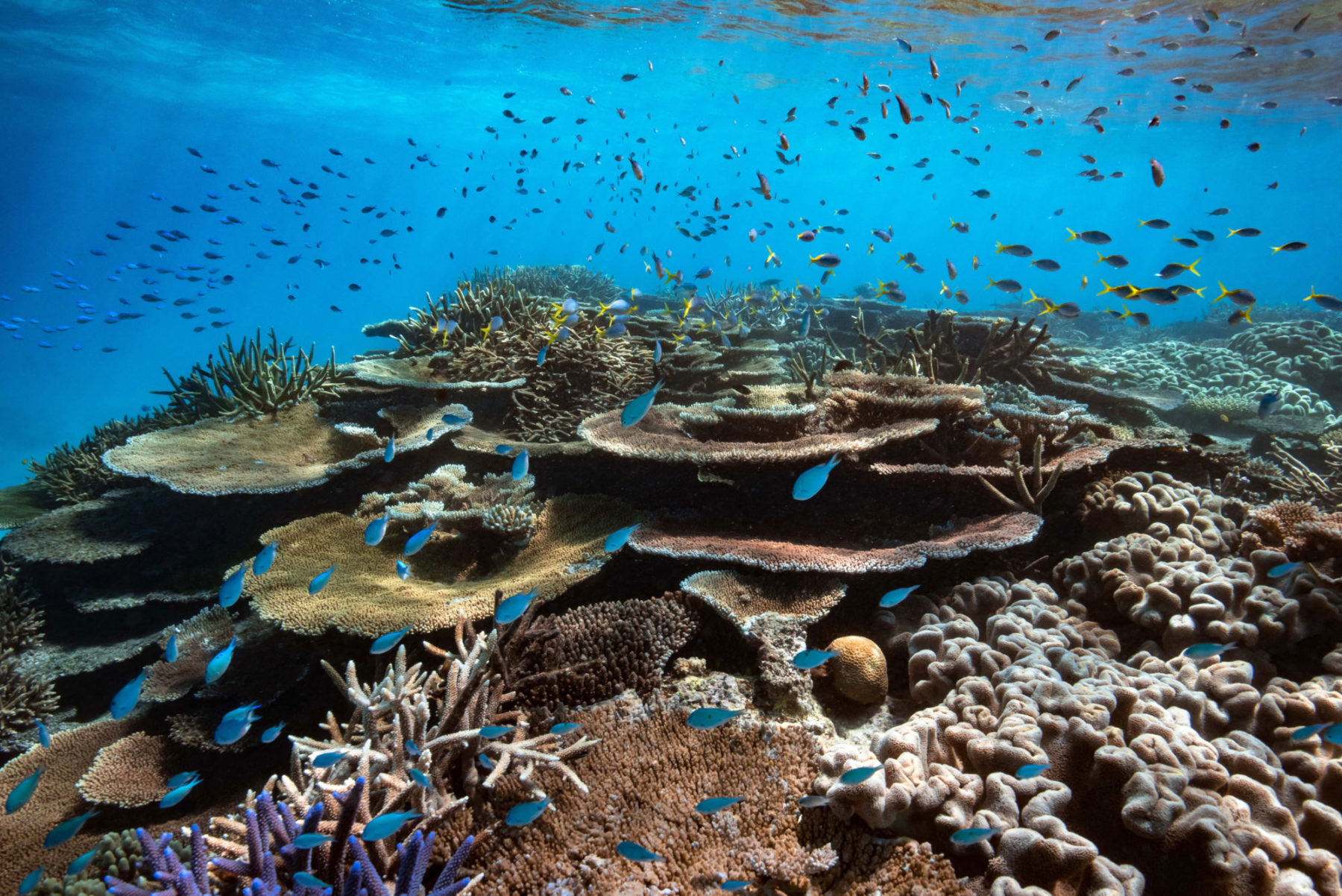 Snorkelling Spots Queensland
